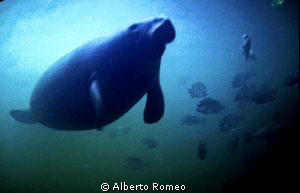 The " Gentle Giant"  the Manatee by Alberto Romeo 